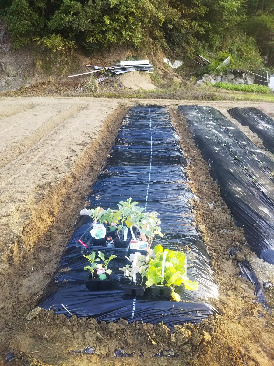 きょうはる 淡路島の人 新しい野菜の仲間入り お疲れ様ですヽ ノ 今朝は昨日の夕方に買ったブロッコリーやキャベツ レタスの苗が新たに植え付けしてみました 品種は違うけどブロッコリーだけで株はやりすぎたw レタスは虫除けになるんだって