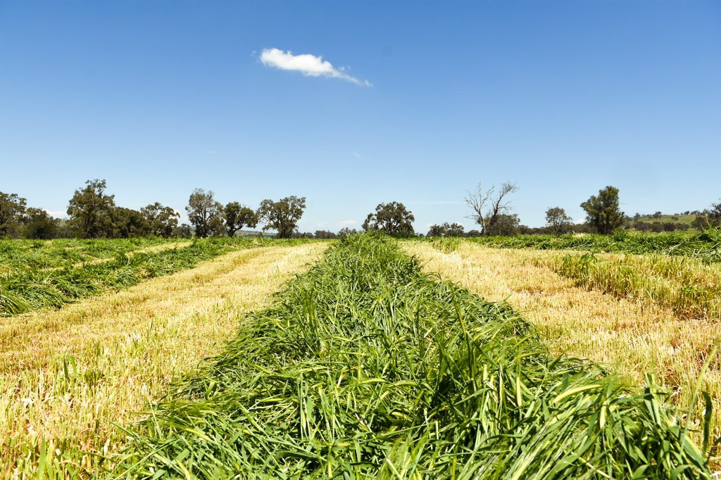 GeorgiaWhite97's tweet photo. Prepping for the 2021 drought that Dad has forecasted through his glass ball. 350 tonnes of Barley silage buried, with more to cut in a few weeks. #droughtprep #fodder Wish we thought of this last time.... @HenryTalbragar @TLCoolah https://t.co/KKzpYUsTh7
