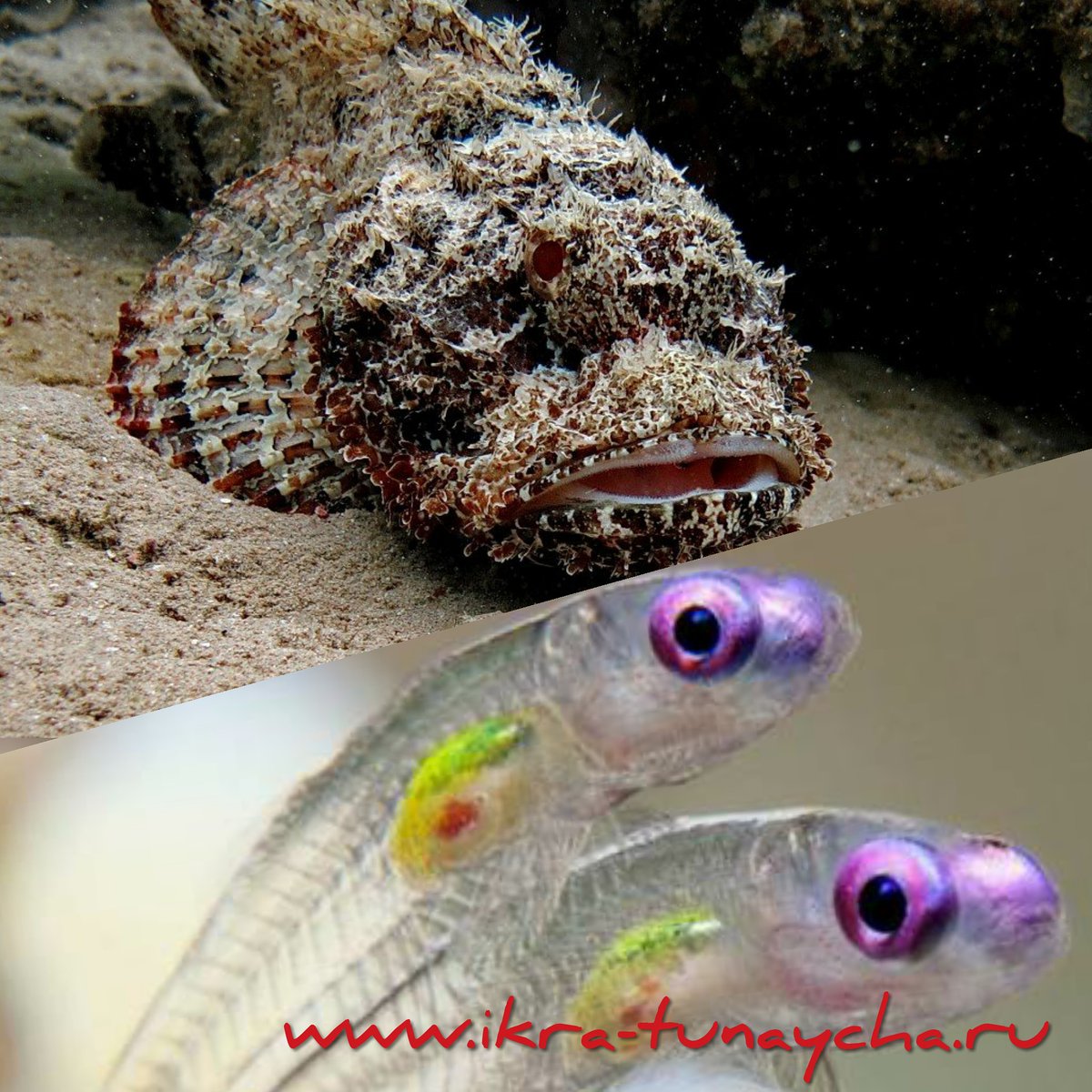 А вы знали, что:
🐡Самая ядовитая рыба — бородавчатка, или рыба-камень. На спине... vk.com/wall-59545799_…
#юмор #интересныефакты #морепродукты #krasnaya_ikra_moscow #люблюрыбу #люблюикру