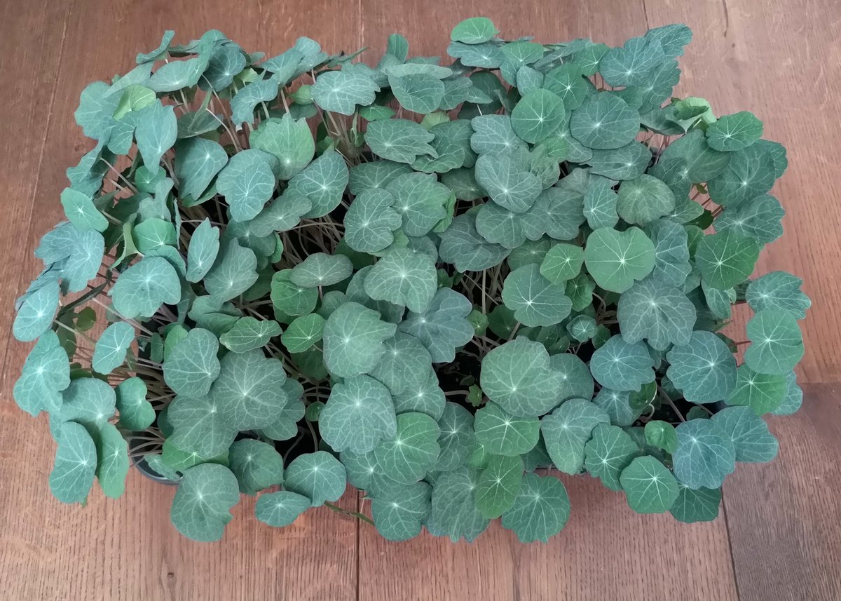 Nasturtium #microgreens are one of our longer growing crops, this photo was taken day 17. Nasturtium are spicy &amp; sweet and look great in soups, some people make pesto or hot sauce with them. They accompany fish well and are often added as a top note to salads.