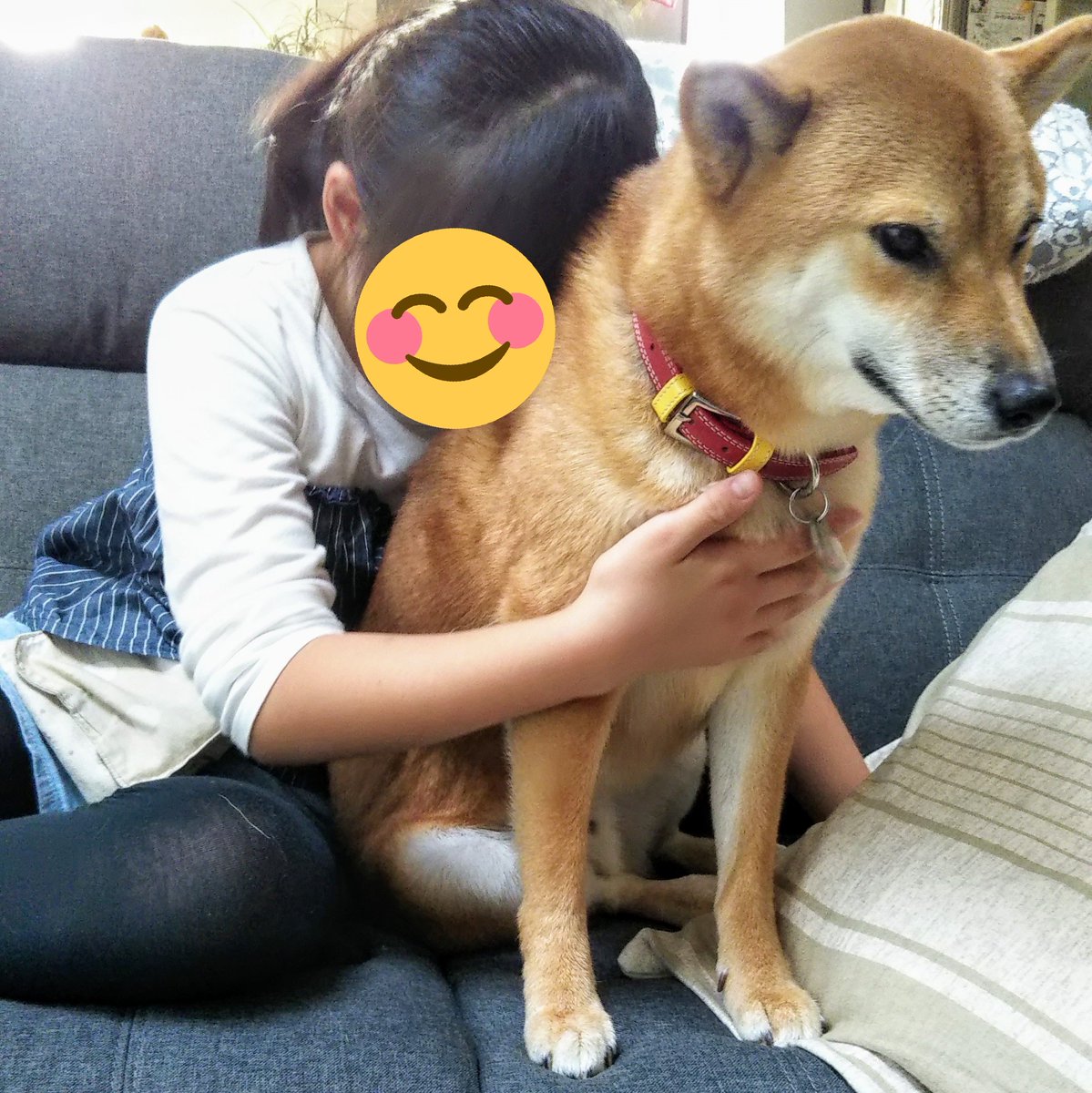 さやはるまる على تويتر 吸い終わった ほな はよ撫でれ 柴犬 犬吸い ナデナデ
