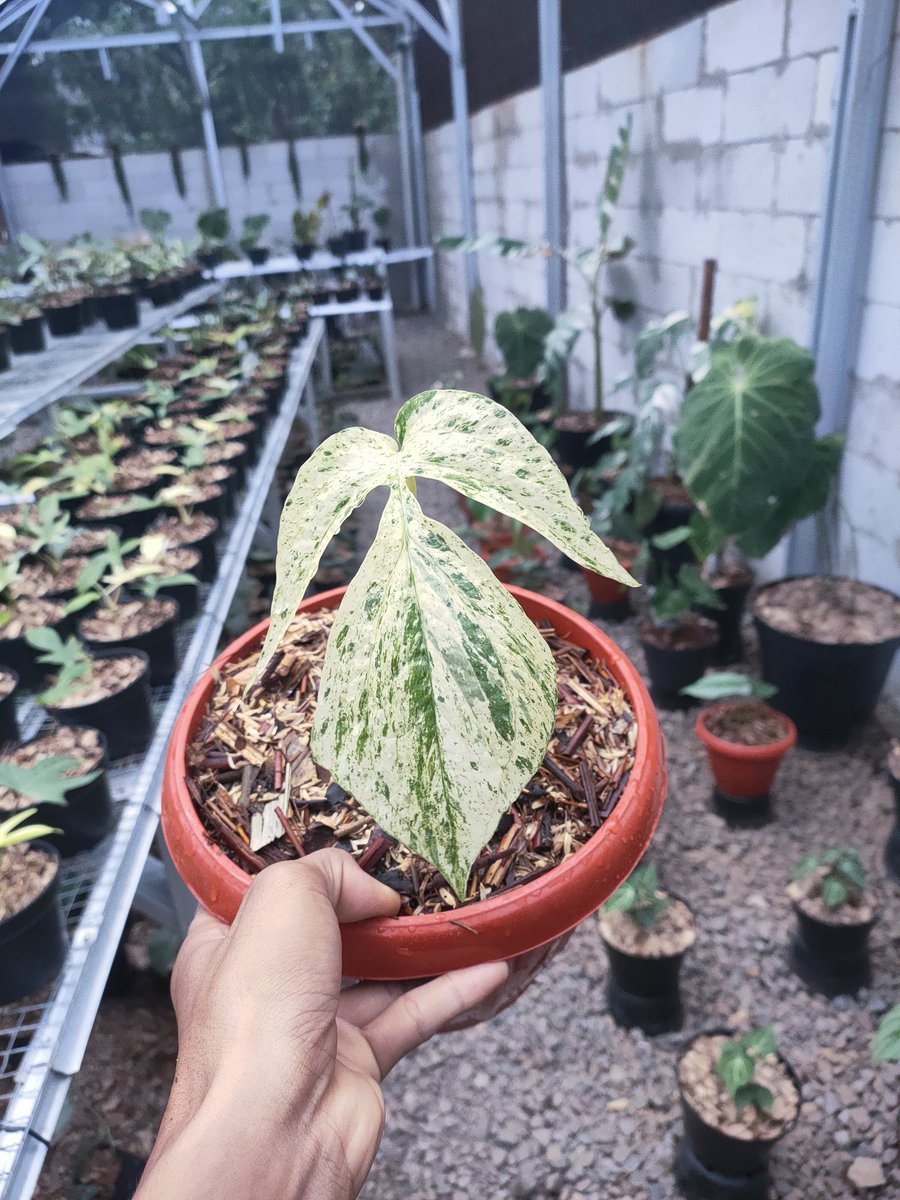 alvaro_plants's tweet photo. Amydrium zippelianum variegata

#amydrium
#alvaro_plants
#plantshop
#planttwitter https://t.co/mctEX9OSMt