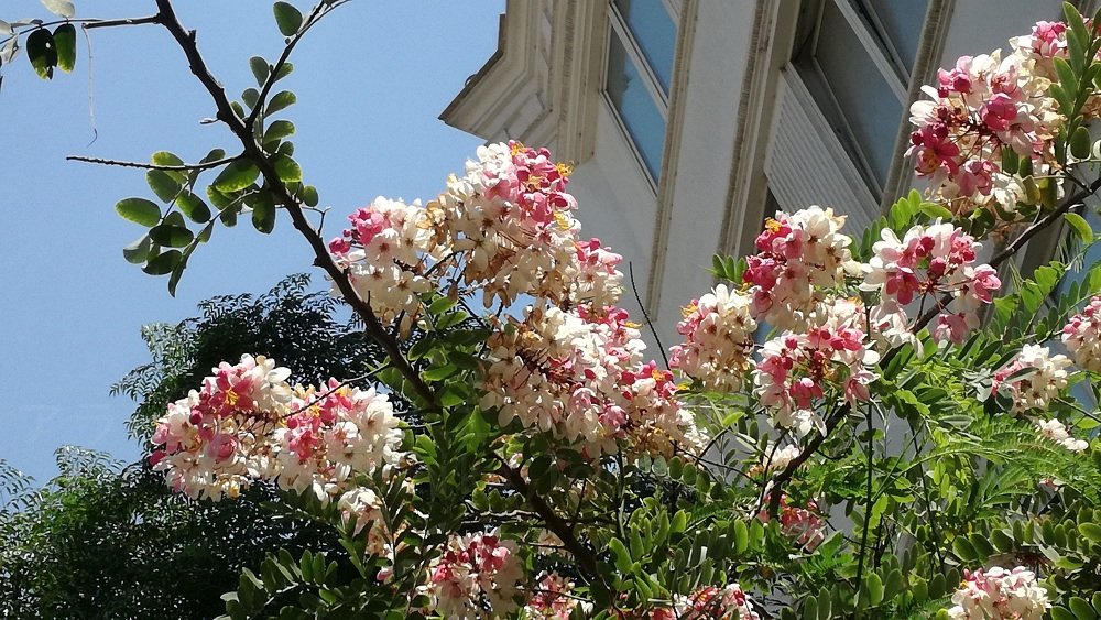 Cassia Javanica