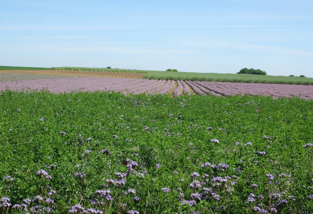 Du LAVANDIN pour la filière plantes aromatiques et médicinales - parc-gatinais-francais.fr/du-lavandin-po…
