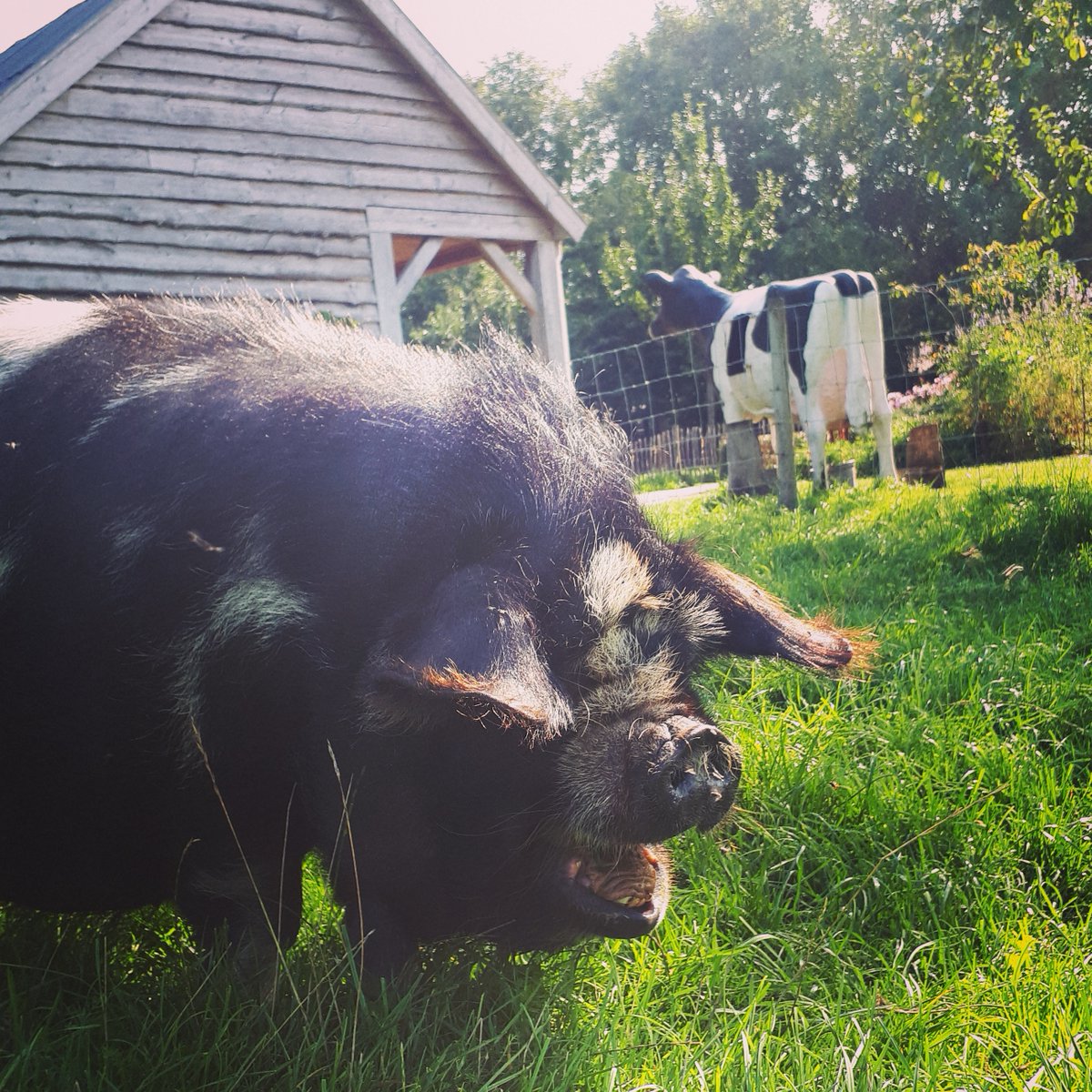 Ivm de verscherpte coronamaatregelen is het theehuis gesloten.
De kinderboerderij blijft wel open (wo tm zon van 10 tot 5).
🐄🐖🌻
Houd je aan de regels van het RIVM. 
Blijf bij klachten thuis. 
Kom bij voorkeur alleen met je eigen huishouden. 
Zo houden we het met elkaar veilig!