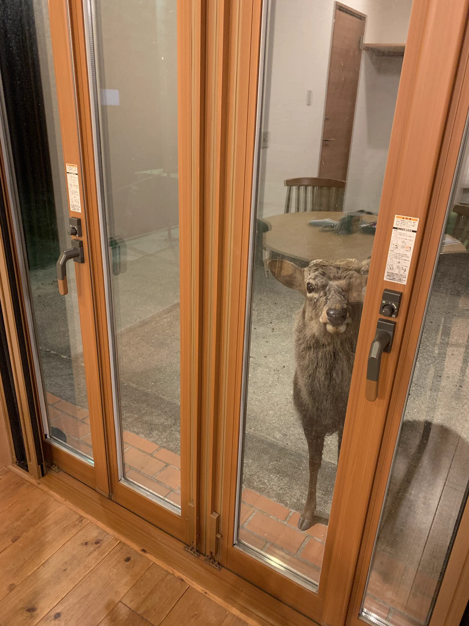 ブラインドを開けたら目の前にシカ！？「おう、入れてくれや」と言わんばかりの迫力ｗｗ
