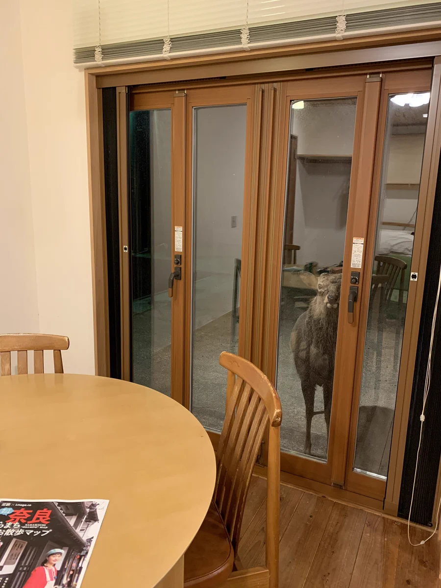 ブラインドを開けたら目の前にシカ！？「おう、入れてくれや」と言わんばかりの迫力ｗｗ
