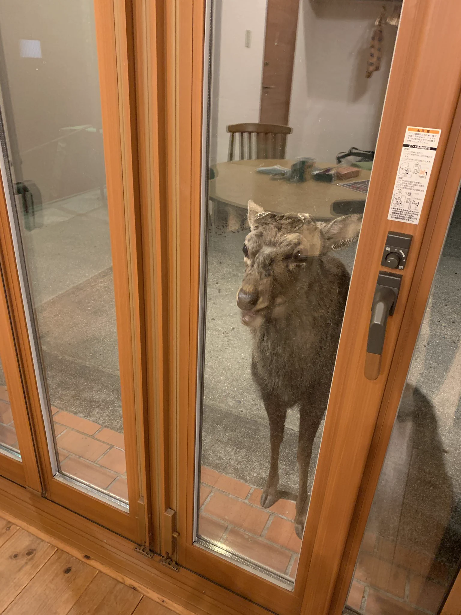 ブラインドを開けたら目の前にシカ！？「おう、入れてくれや」と言わんばかりの迫力ｗｗ