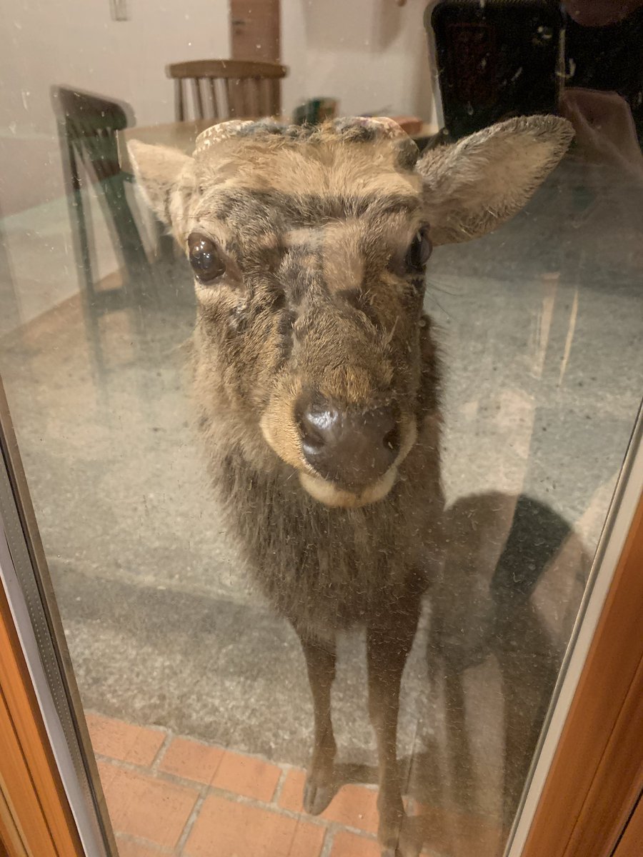 ブラインド開けたらこの有様」窓の向こうには奈良県で「神の使い」とされているあの動物がいた「ちゃんとお辞儀してる」 - Togetter