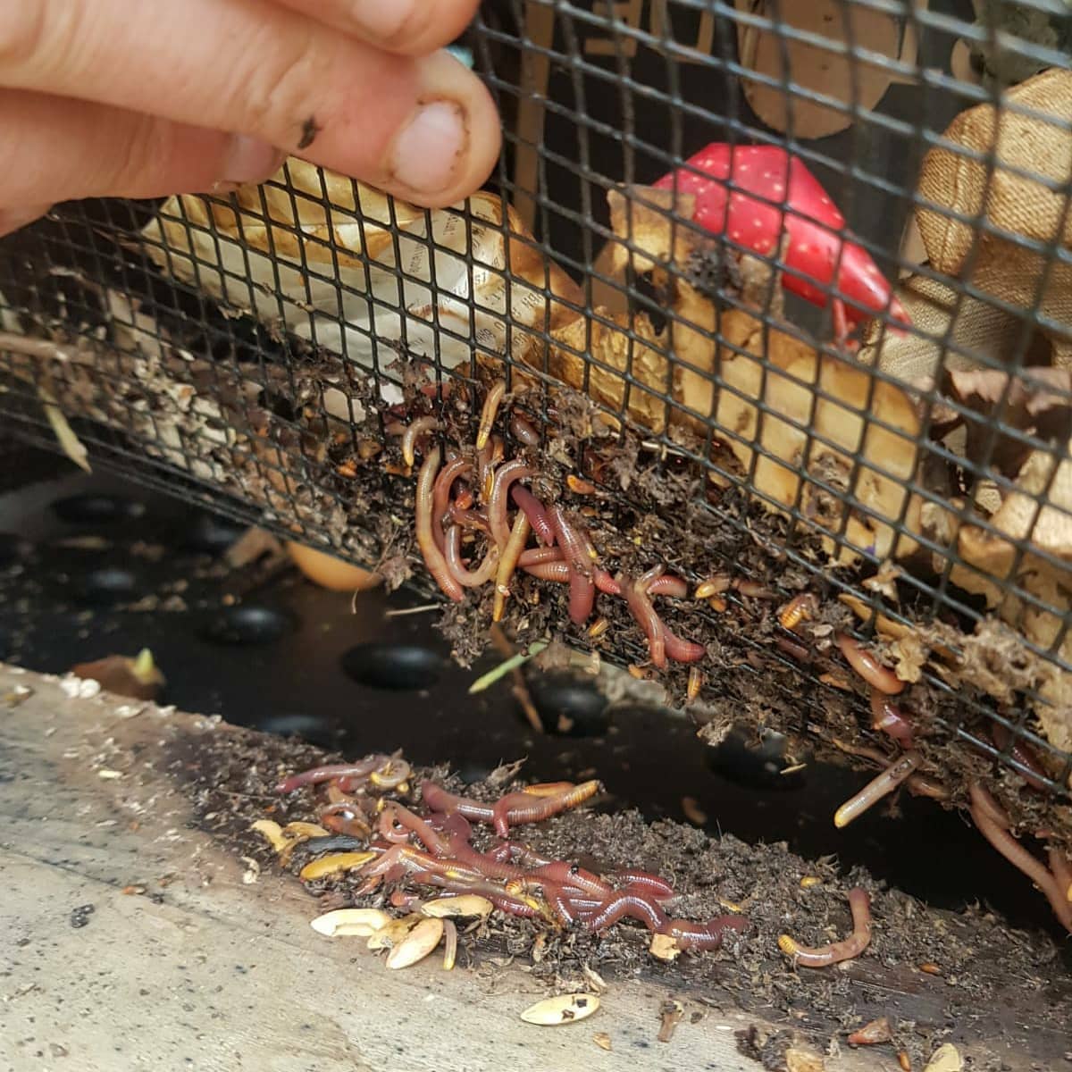 d_akkers's tweet photo. Op @wormenhotel-tour gisteren. Samen met @arievanziel van de #Wormerij 5 (van de 10) buurtwormenhotels gecheckt. En ... het gaat goed! De #compostwormen doen 't prima en de deelnemers uit de buurt zorgen voor voldoende gf-afval (in de speciale zakjes). Fantastico! https://t.co/OPGrB9RbgM