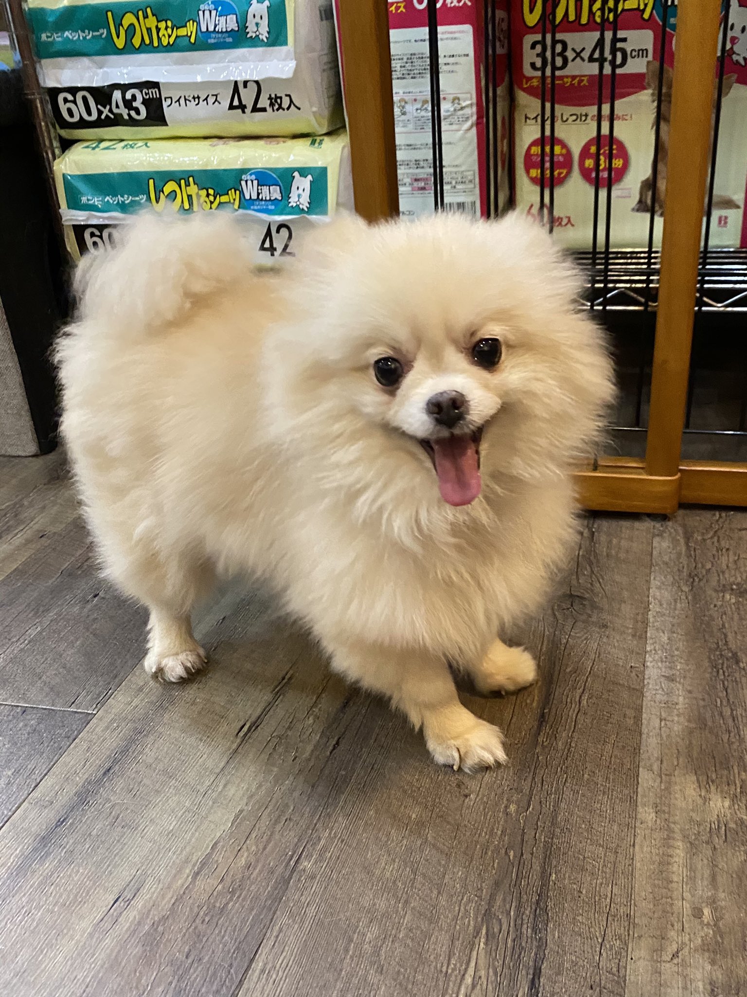 保護犬カフェ 鶴橋店 V Twitter 里親様募集中 なっつん ポメラニアン 女の子 6歳 コロコロシルエットのなっつん ニコニコご機嫌さんですが 抱っこするとお口がぽかーんと 空いてしまうようです 笑 里親募集中 保護犬カフェ鶴橋店 保護犬 犬 ポメラニアン