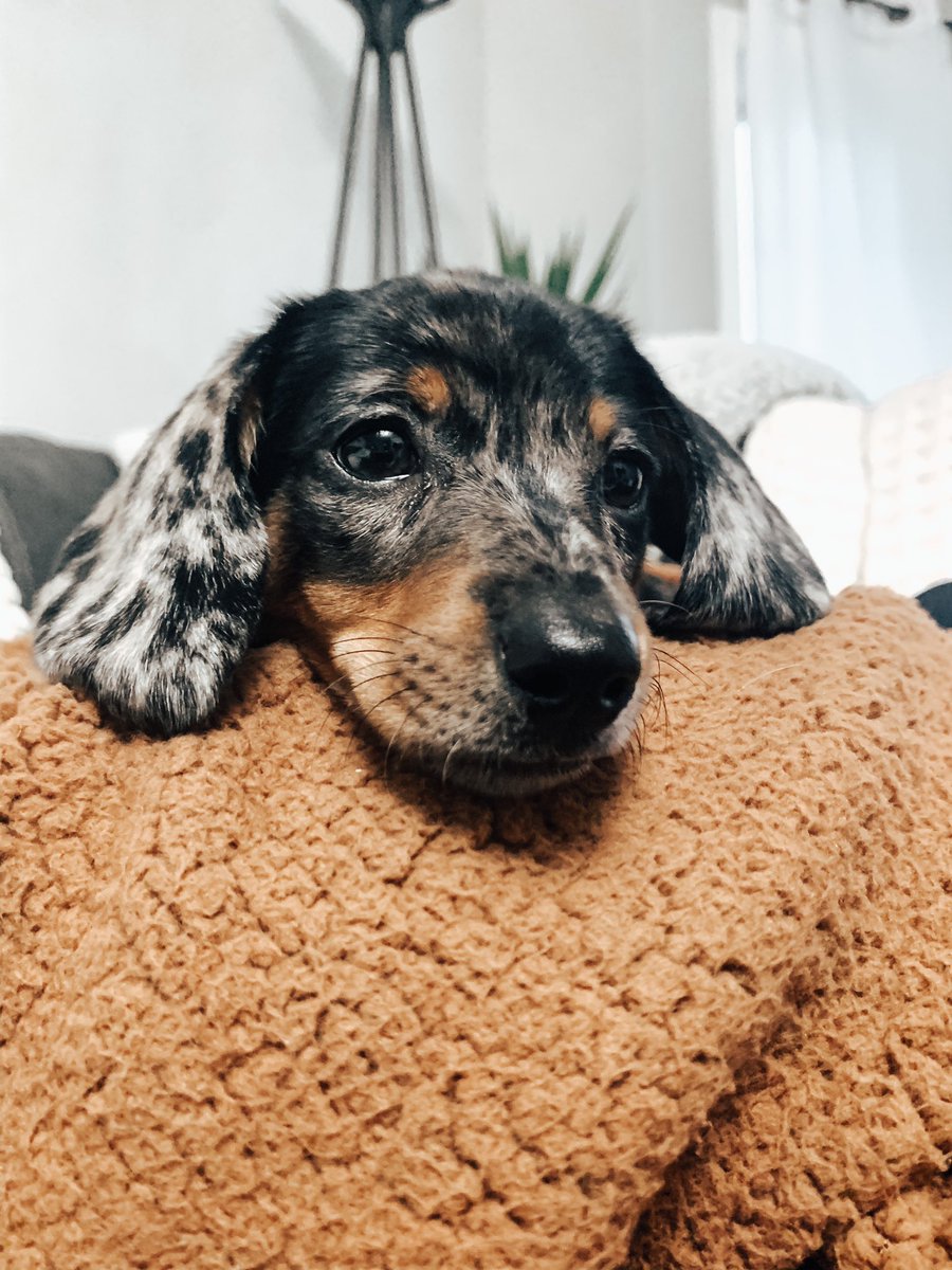 alexcporterr's tweet photo. @Keefler_Elf his name is frank but we call him busta rhymes https://t.co/ZRXS6857O1