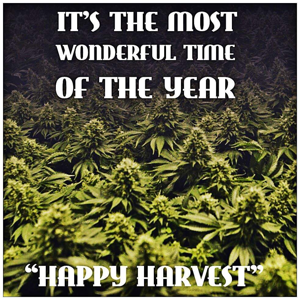 Norstackk's tweet image. :&amp;gt;}_~#WakeNBake #StonerFam #StonerCircle #MMOT #IAmCannabis #WeAreCannabis #FuckCancer #StayWoke &amp;amp; ALL #STONERS ~HappyThursDazed~