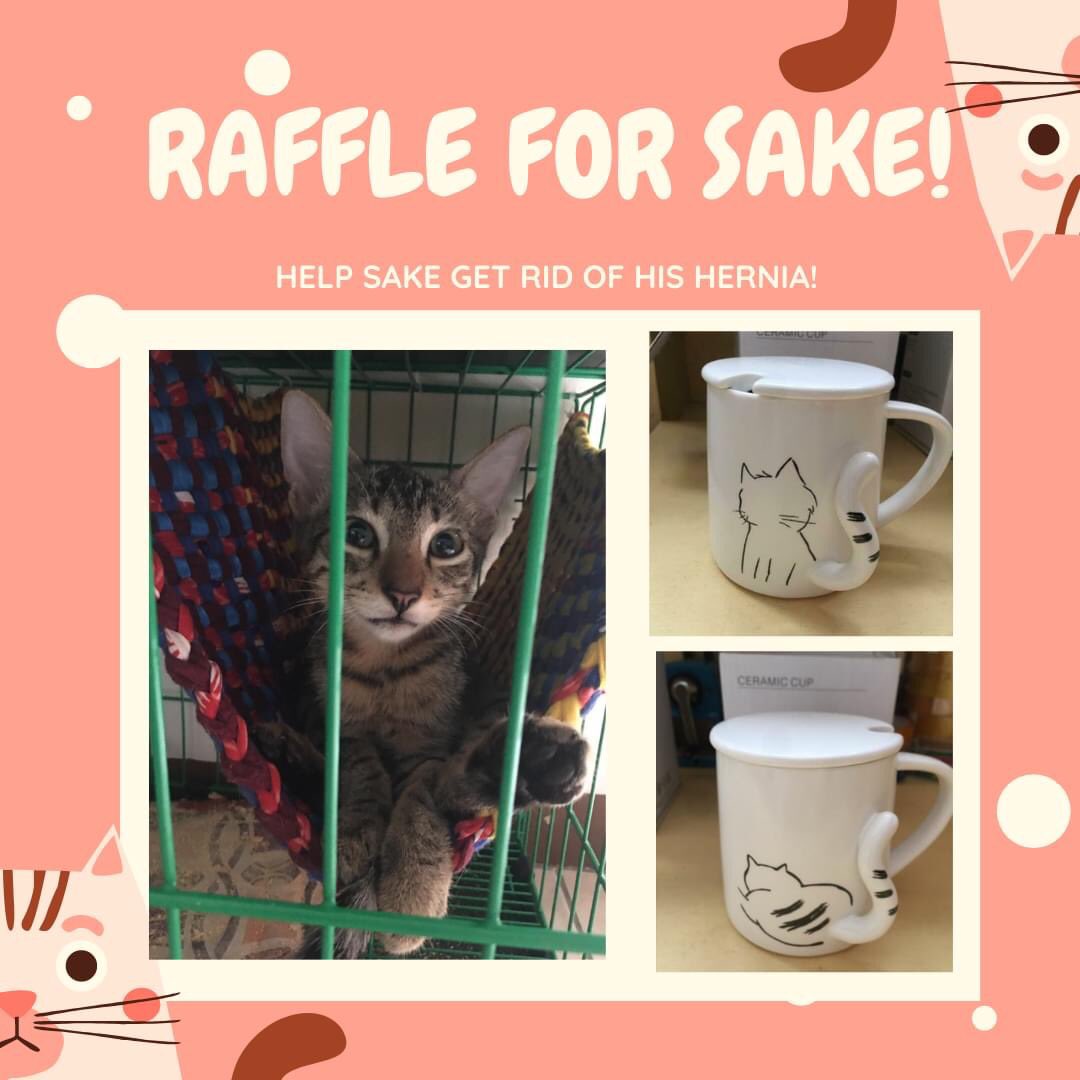 CEUcats's tweet photo. Join our raffle on FB π±
Help save this kitten & you might win a prize!
60 pesos per slot β¨
#raffleph #CEUcats #puspins #CatsOfTwitter https://t.co/wPbFiVHBhe