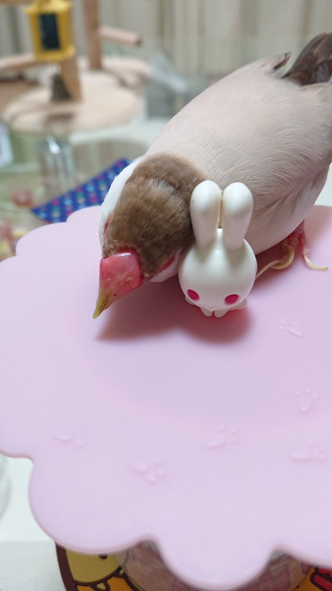 可愛すぎだよ。泣いちゃう…🐥🐰