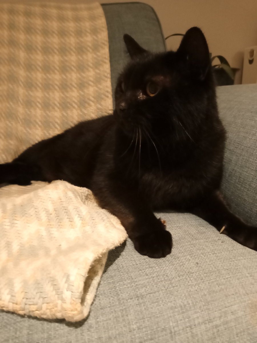Meet 12 year Comet! He is looking for a perfect retirement home. He is super affectionate & will keep coming back for more fuss. Comet would like a quiet home with no other pets or children. More info: cats.org.uk/axhayes 
#BlackCat #AdoptDontShop #CatsOfTwitter #MatureMoggy