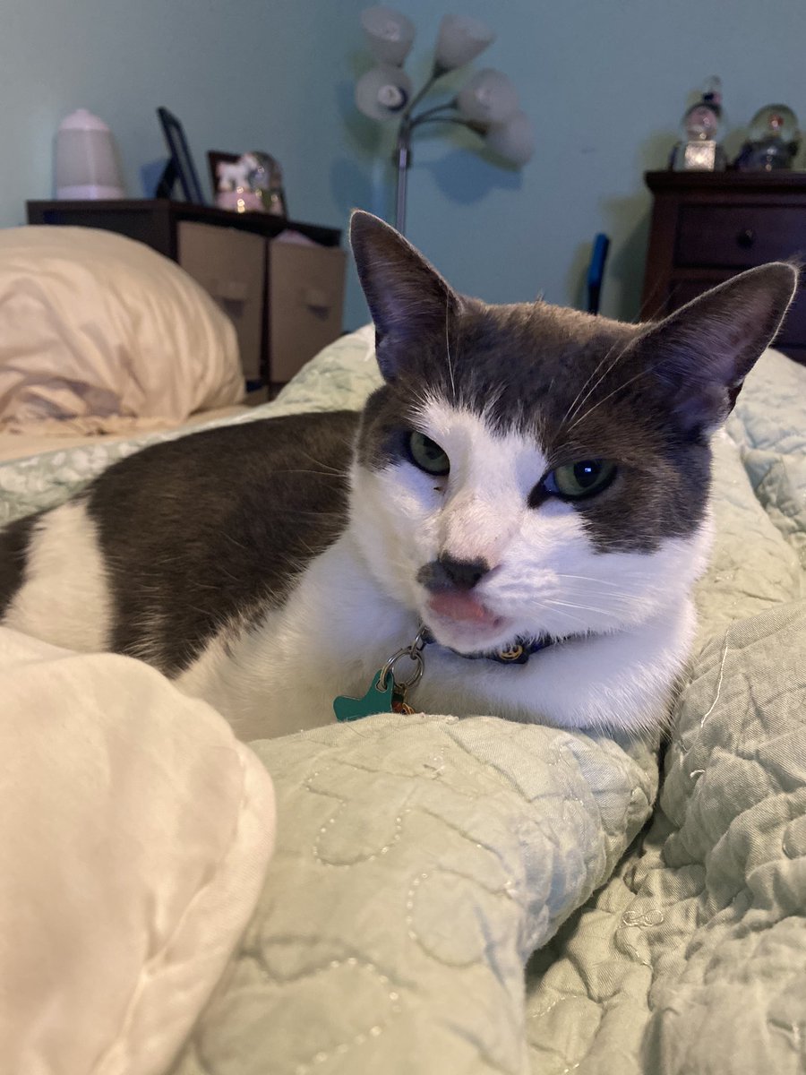 HHSClassof2024's tweet photo. Another #SpiritDay here at Holmdel! Show me your pets and tag me! This is JJ, my black cat and Kitty 🐱 🐱 #HomeDelSpirit #HomeDelProud #MakeGoodDecisions #adoptdontshop🐾 @hhshornetnation @HolmdelHS https://t.co/GLUMF4ALvk