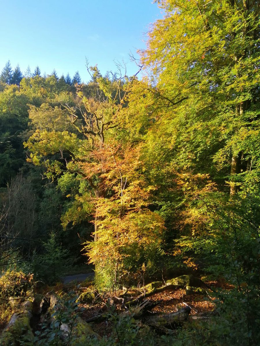 Deanfield Guest Accommodation tweet media