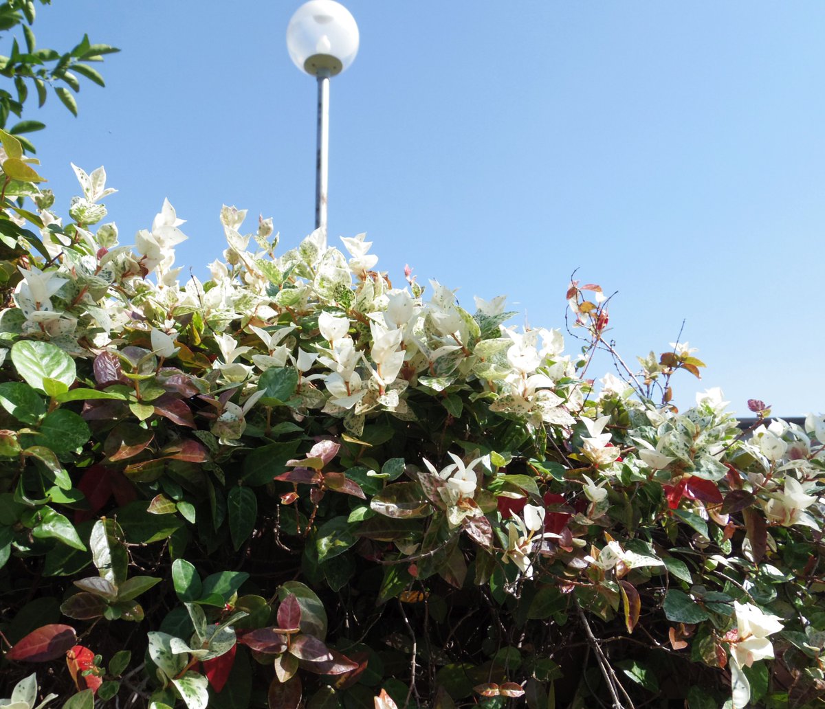 こころんグリーン على تويتر 幼稚園の花壇にハツユキカズラが植えてありました 白い葉っぱがとても綺麗です 株の上の方が全て白っぽくなってます ハツユキカズラ 白い葉っぱ 花壇 初秋の花 初秋 園芸品種 園芸 ガーデニング 熊本市南区 熊本 T