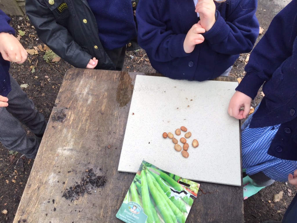 EYFSStMargaret1's tweet image. The broad beans are in! Hardy over winter. Hopefully we will have an early bumper crop come spring.
#eyfs #eyfsoutdoorlearning #eyfsgarden #sustainability
