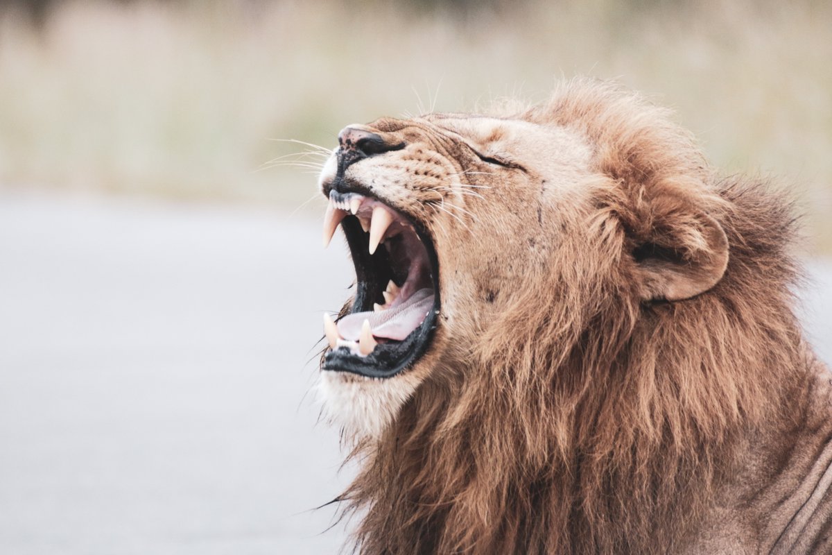 nataliarosa_za's tweet photo. When a whisper won't do, roar like a lion! Get behind your #Tourism tribe and call for the full reopening of borders. There's no public health reason not to! #FalseStart4Tourism #OpenNotOpen #IAmTourism #SouthAfricaisTravelReady #EconomicRecoveryPlan @CyrilRamaphosa @Governmentza https://t.co/aWsdi8qtS6