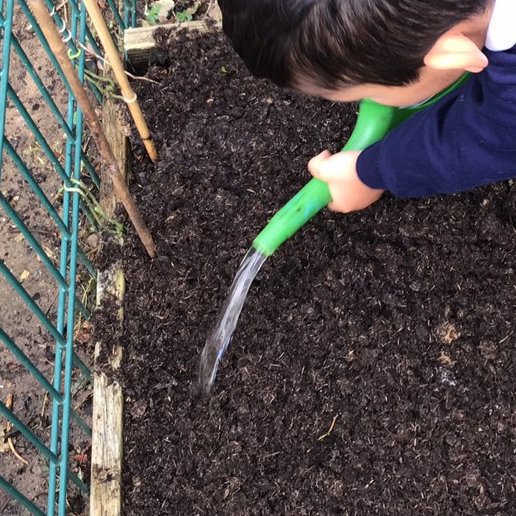 EYFSStMargaret1's tweet image. The broad beans are in! Hardy over winter. Hopefully we will have an early bumper crop come spring.
#eyfs #eyfsoutdoorlearning #eyfsgarden #sustainability