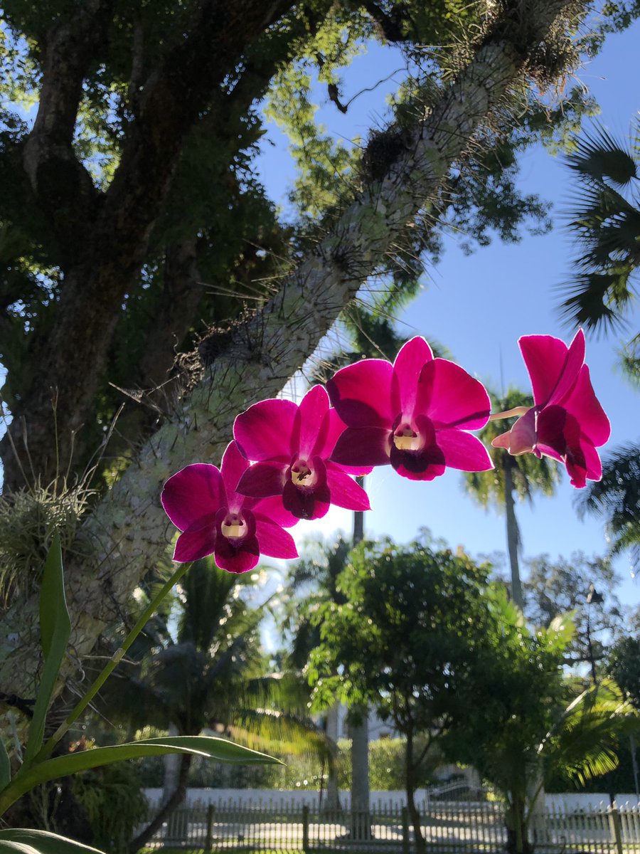 Take a stroll down orchid lane and see if you can find all the hidden orchids in bloom.