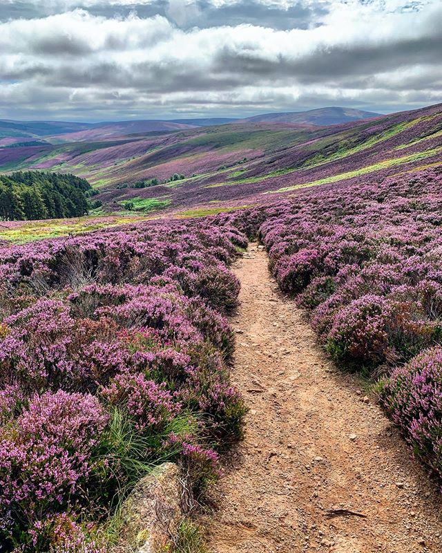 💜 A POP of purple to brighten your feed! 💜 #StaySafe 📍 Clachnaben, #Aberdeenshire 📷 IG/natalieward55 #ThrowbackThursday
