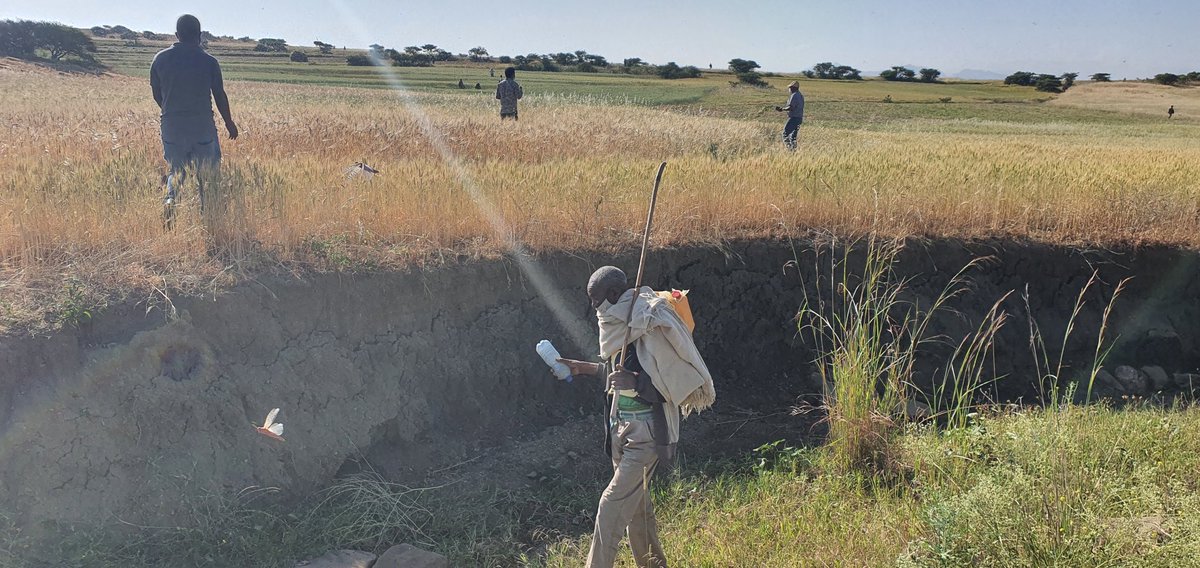 anwami's tweet photo. Smoke from burning tires, whistles, fire works, horns, shaking bottles with pebbles, loud speakers, blowers, ambulance siren, any sonic generator, piece of sheet metal…  have all been used to fight against locust swarms. https://t.co/a7XXO9NEqn