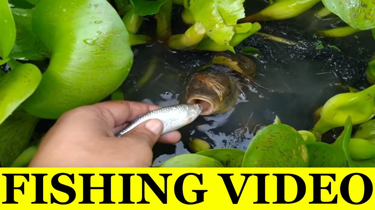 amazing catching skills best fishing video || best catching big fish || ... youtu.be/4pjG87jAY70 via <a href="/YouTube/">YouTube</a>