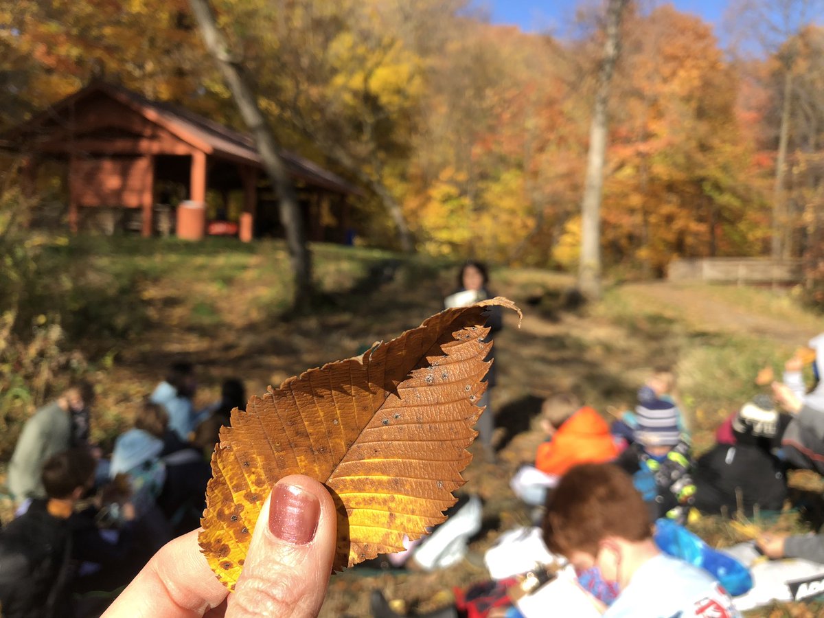hintzePLS's tweet photo. Identified trees with dichotomous keys this week! Very good practice with reading skills and inferring! Also some great big scientific vocab words! #TeachOutdoorsMinnesota https://t.co/DkGiZaFg5D