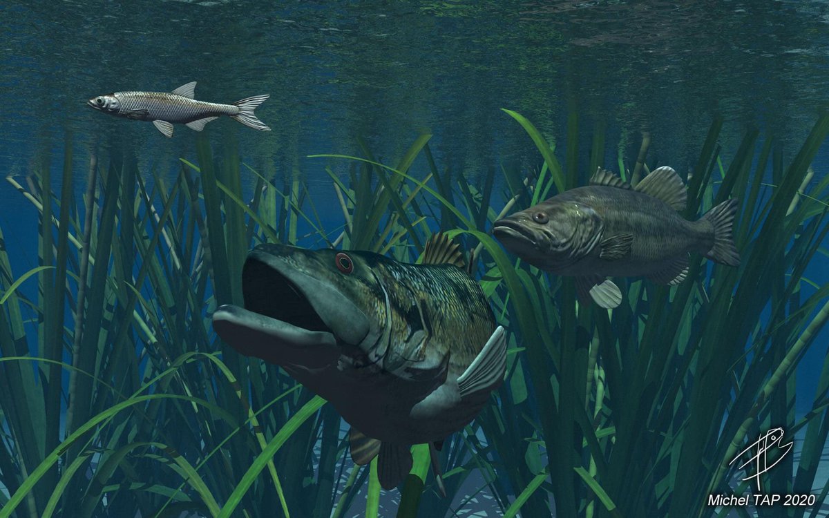 katanarods's tweet photo. Blender and Vue 3D FISHING art https://t.co/LOLKKqVyJ9