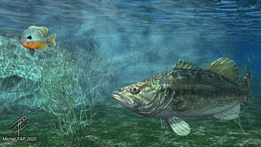 katanarods's tweet photo. Blender and Vue 3D FISHING art https://t.co/rpVYPaNVFJ