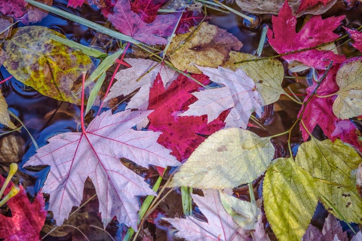 Linnae Carlson tweet media