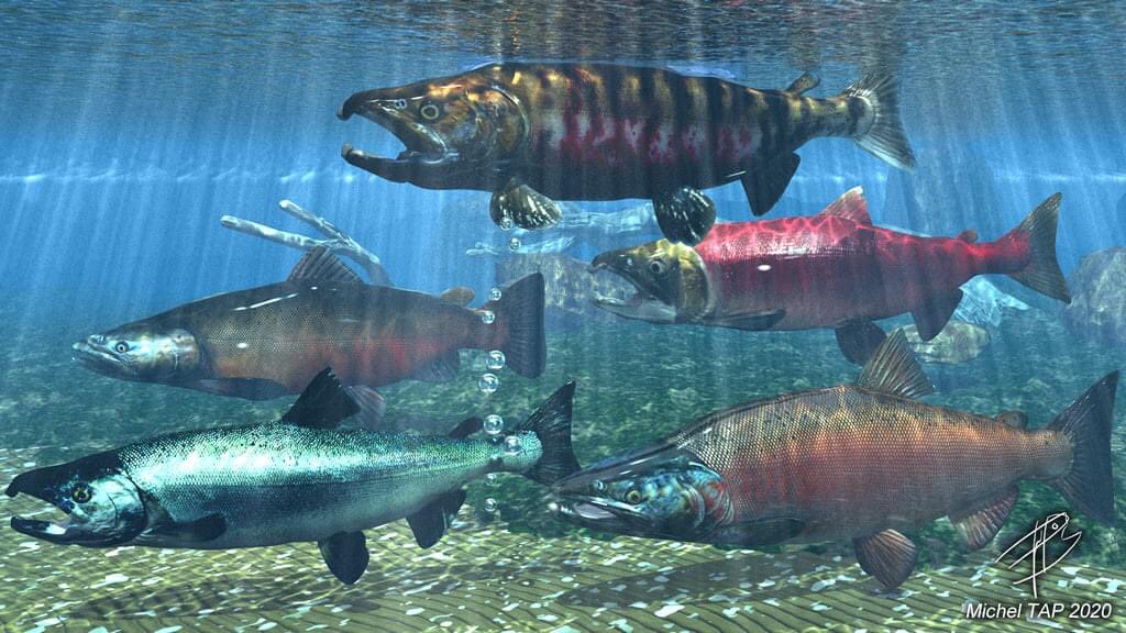 katanarods's tweet photo. Blender and Vue 3D FISHING art https://t.co/HdjKXnGp8k