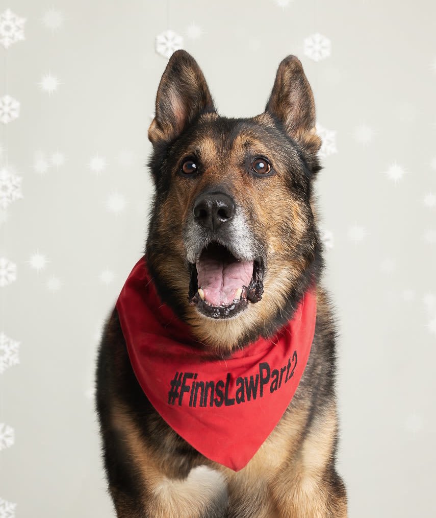 Sneak peak of this years Xmas cards/calendar 🐾👍

fabulousfinn.com

#k9handler #GermanShepherd #k9life #gsd #dogsofinstagram #doglife #FinnsLawPart2 #dailywoof #gsdlife #dog #doglovers #gsdpage #gsdforever #pet #dogoftheday #FabulousFinn #FinnsLaw #xmas #Christmas