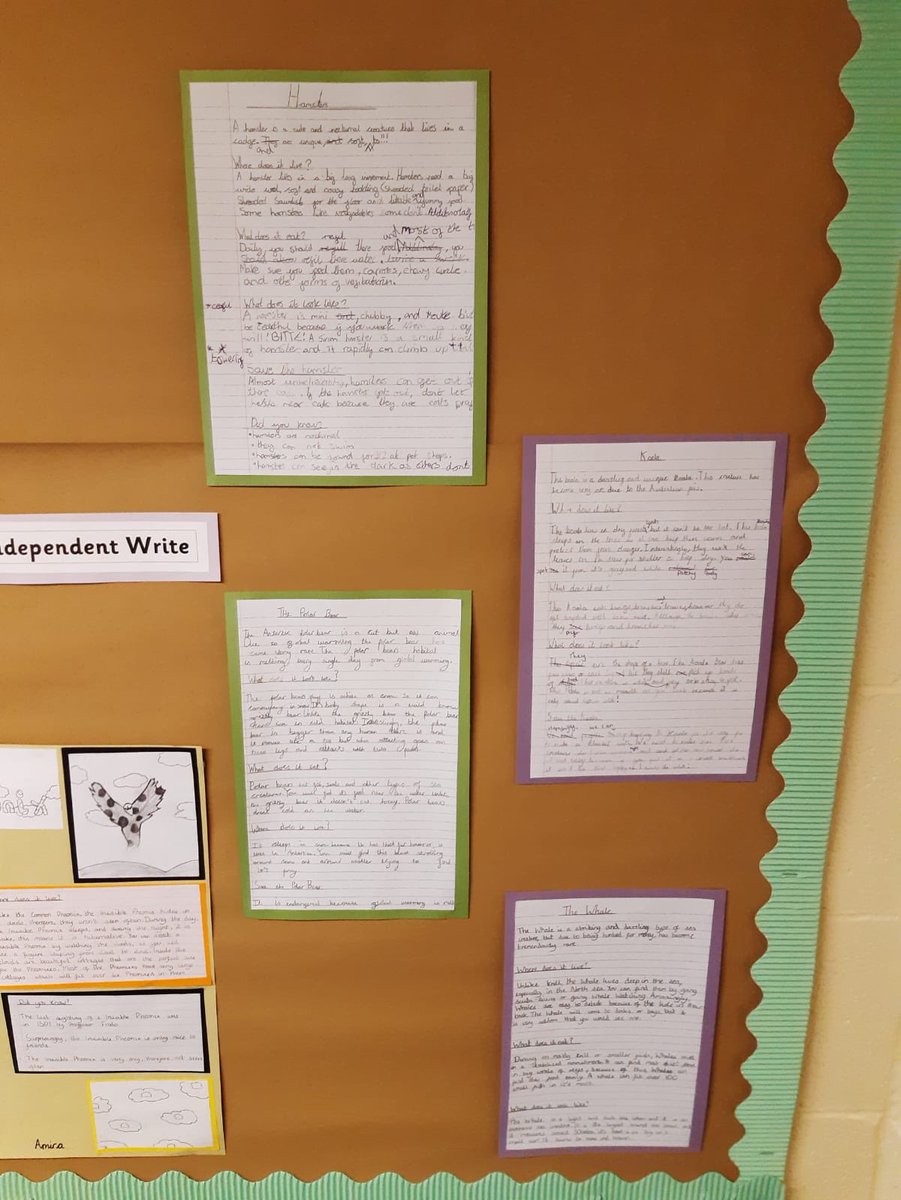 Benjamin_Adlard's tweet photo. Their display shows the whole Talk for Writing process from the luke warm task to the independent final write #talkalotschool #imitate #innovate #invent #independentwrite @Talk4writing https://t.co/IZTwIwT54f