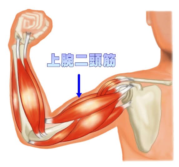 胸鎖乳突筋のtwitterイラスト検索結果 古い順 胸鎖乳突筋のtwitterイラスト検索結果 古い順