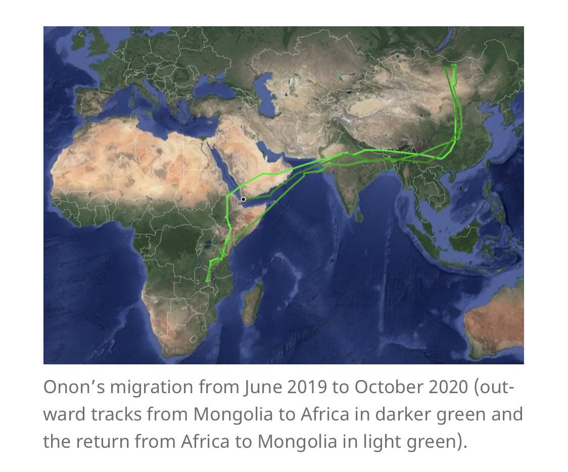 Frank Gardner (@frankrgardner) on Twitter photo Sad news that Onon, the satellite-tagged Mongolian Cuckoo whose remarkable migration we featured on <a href="/BBCRadio4/">BBC Radio 4</a> has presumably flown his last after reaching Yemen. In 16 mths he flew nearly 40,000km and made 33 border crossings. <a href="/BirdingBeijing/">Wild Beijing 北京自然</a> Sad news that Onon, the satellite-tagged Mongolian Cuckoo whose remarkable migration we featured on <a href="/BBCRadio4/">BBC Radio 4</a> has presumably flown his last after reaching Yemen. In 16 mths he flew nearly 40,000km and made 33 border crossings. <a href="/BirdingBeijing/">Wild Beijing 北京自然</a>