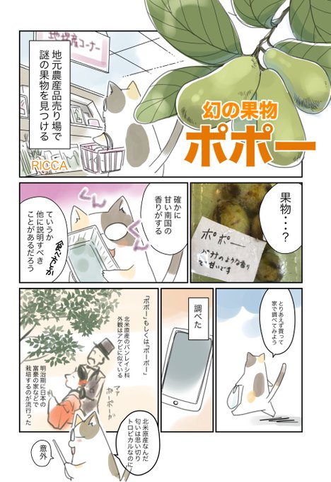 幻の果物「ポポー」を買ったので描いてみた 