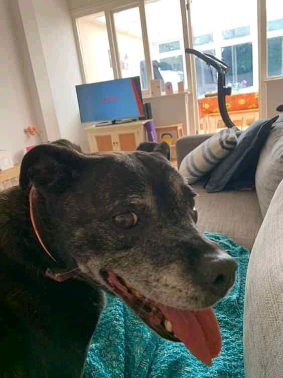 NWDogRescue's tweet image. PLEASE ADOPT ME😊  Please RT my details 
findingfureverhomes.org.uk/dogs/Maddie/