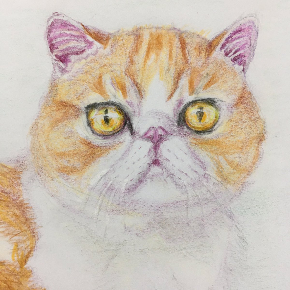ガトペロ 今日もまたまた猫ちゃん描いてみました 貫禄ある猫ちゃん 猫好き ネコ イラスト イラスト練習中 猫好きさんと繋がりたい イラスト好きさんと繋がりたい Illustration Cats アナログ 鉛筆 色鉛筆 お絵描き おえかき
