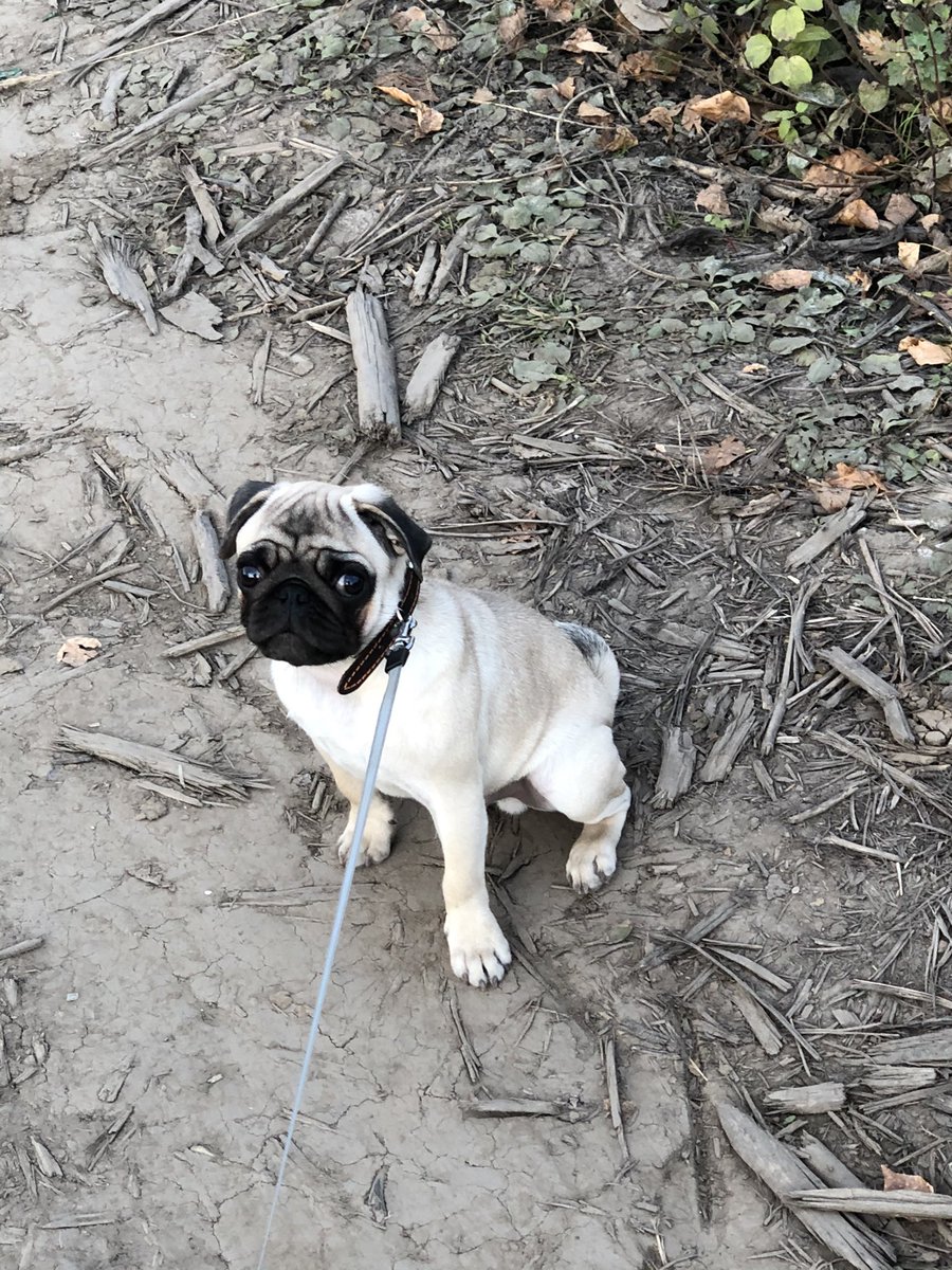 Arkasha Khramov (@arkasha_khramov) on Twitter photo 