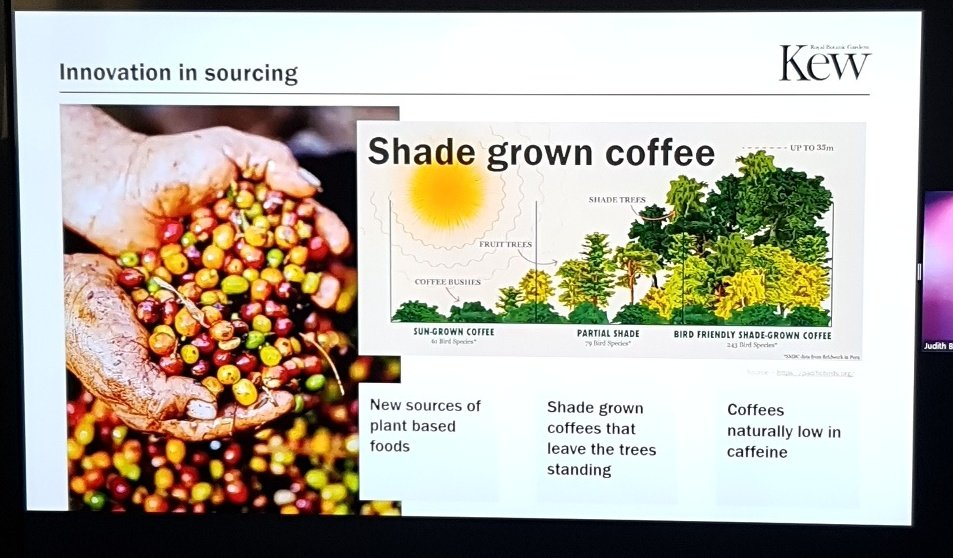 CharlotteCouch1's tweet image. Judith Batchelor @JSainsbury talking about due diligence in the supply chain for net zero deforestation and innovation in crop wild relatives. #SOTWPF @KewScience