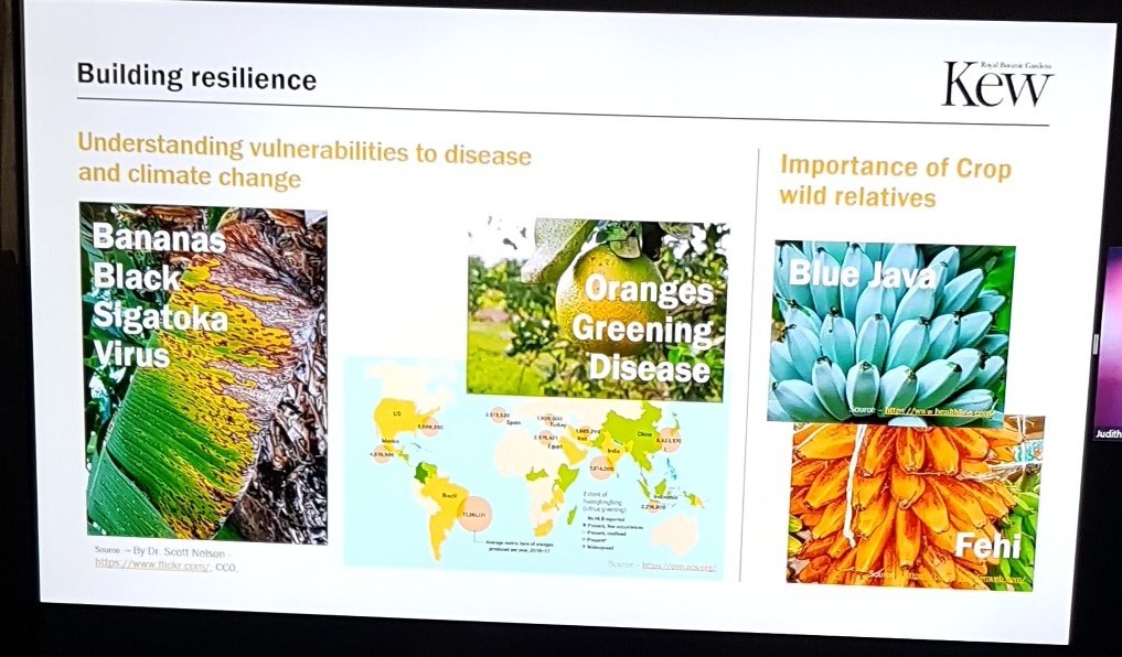 CharlotteCouch1's tweet image. Judith Batchelor @JSainsbury talking about due diligence in the supply chain for net zero deforestation and innovation in crop wild relatives. #SOTWPF @KewScience