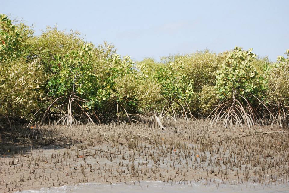 SarmanBrohi's tweet photo. When we are not allowed to visit the islands to smell the freshness of the air and the smell of the Mangroves trees, how can we be sure and believe that the island-based city and development is for Sindhis?

#SindhAssemblyMustRepealIslandOrd https://t.co/PKpxL6w19o