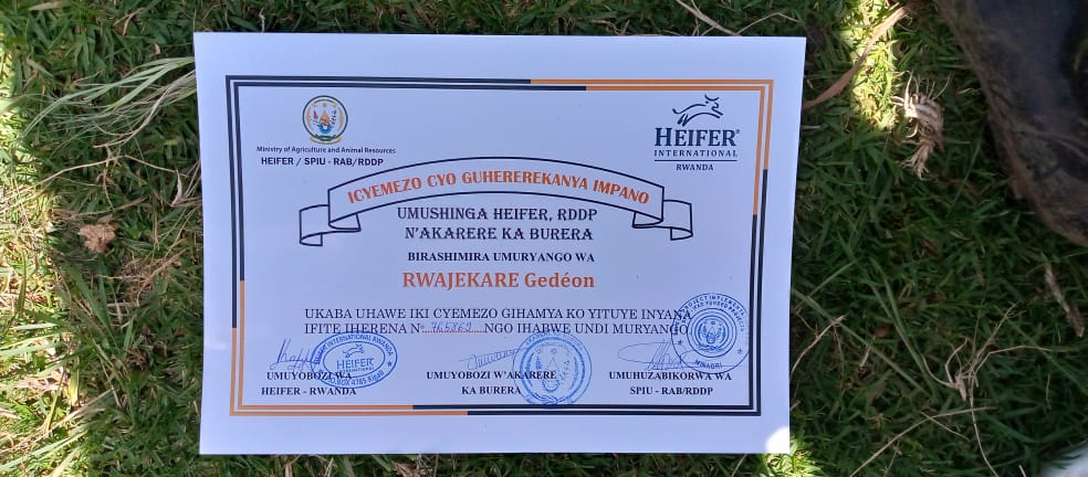 <a href="/BureraDistrict/">Burera District</a> barishimira gahunda ya Girinka. Mayor <a href="/UWANYIRIGIRAMC1/">UWANYIRIGIRA M Chantal</a>, Komite ya Girinka,Intumwa z'Umushinga #RDDP <a href="/Heifer/">Heifer International</a> <a href="/RwandaAgri/">Ministry of Agriculture & Animal Resources |Rwanda</a> bayoboye umuhango w kwitura  abaturage 33 k munsi w'umugore wo mu cyaro.
Abaturage kdi bishakiye ubwishingizi bw'inka.
<a href="/gatjmv/">Gatabazi Jean Marie Vianney</a> <a href="/RwandaLocalGov/">Ministry of Local Government | Rwanda</a>