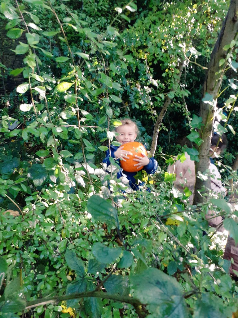 EYFSatStPhilips's tweet photo. "We are going on a PUMPKIN HUNT! We are going to find a big one!"  The children sang as they searched the forest for pumpkins this morning.Their giggles were infectious as they spotted pumpkins high up in the trees and hidden in the leaves.@STPHILIPSCE  #forestschool #pumpkinhunt https://t.co/Rg8d0NufK9