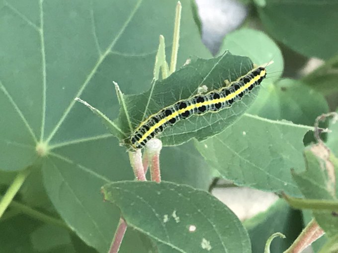 幼虫のtwitterイラスト検索結果 古い順