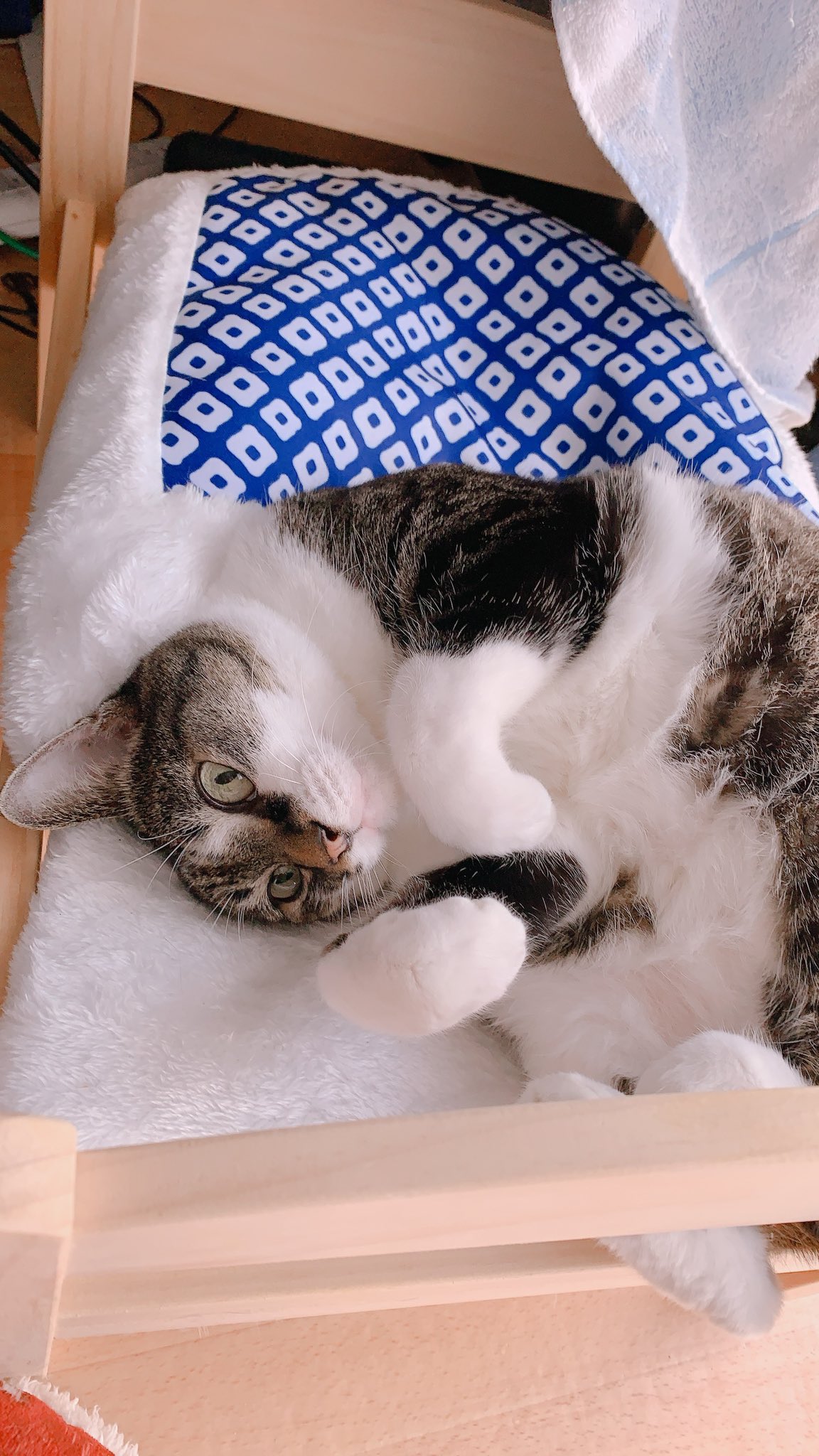 折詰 3coinsで買ったペット用布団がikeaの人形用ベッドにジャストフィット スリコでもベッド本体1 500円で売ってたよ うちの猫も気に入ってくれたようで嬉しい 寒くなったらinしてくれるかな